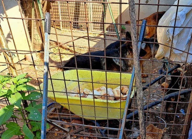 Allevamento abusivo nella periferia di Treviglio: 17 cani vivevano nel degrado