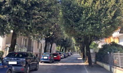 Raccolte già più di 1.200 firme per salvare gli alberi di via Manzoni a Dalmine