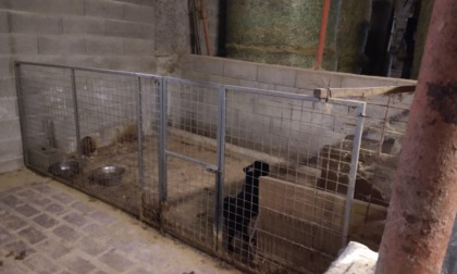 Un altro allevamento di cani abusivo nella Bassa: strutture non a norma, animali senza microchip