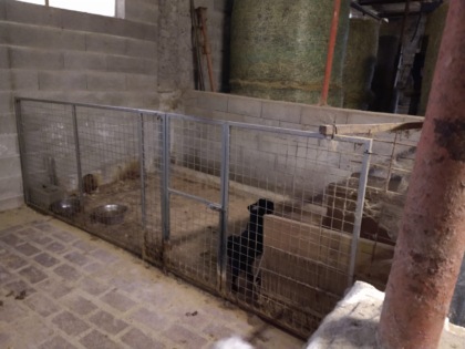 Un altro allevamento di cani abusivo nella Bassa: strutture non a norma, animali senza microchip