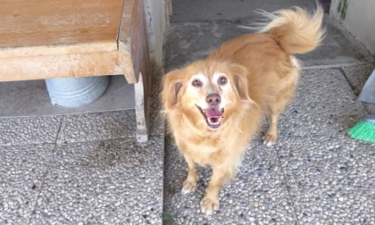 Cani lasciati in cortile per giorni a Ciserano, denunciato il proprietario