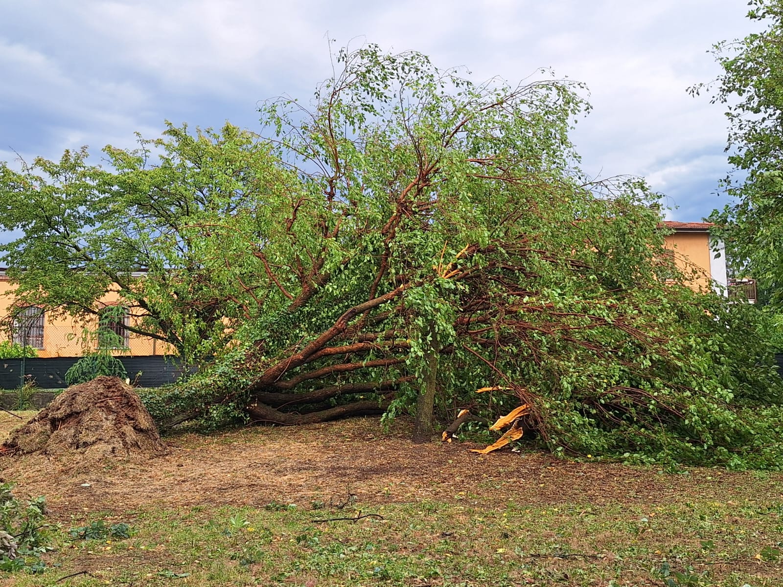 albero