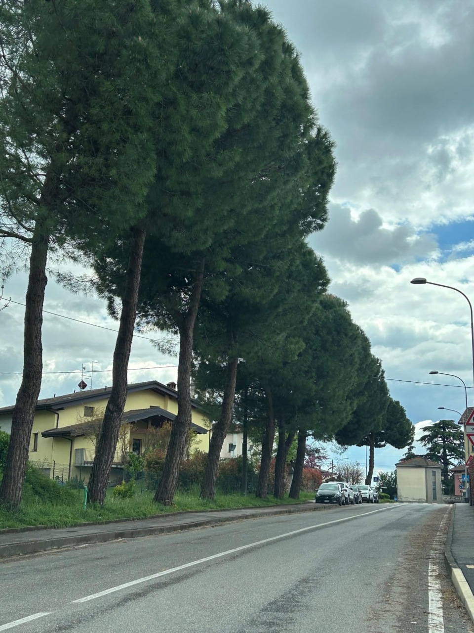 pini carobbio 2