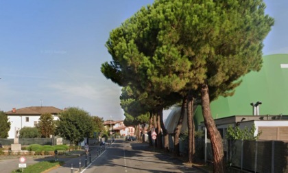 Slitta il taglio di 48 pini storici di Carobbio. E i cittadini critici chiedono la revisione del progetto