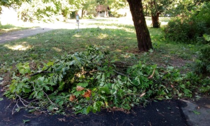 Una quercia ammalorata al parco Suardi verrà abbattuta, strada chiusa fino a domani