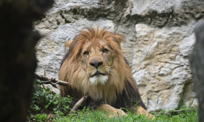 Leone berbero, cercopitechi e struzzi: nuovi arrivi al parco Le Cornelle