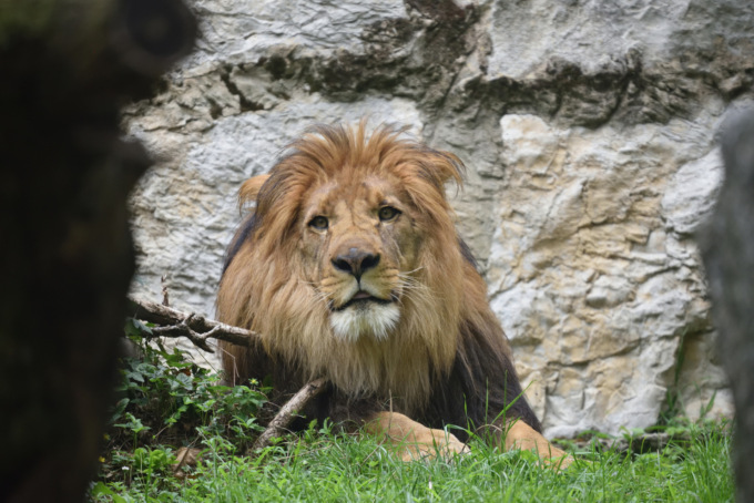 Leone berbero, cercopitechi e struzzi: nuovi arrivi al parco Le Cornelle