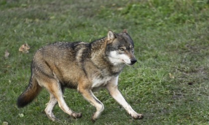 I lupi fanno strage in Val Brembana, attacchi moltiplicati in tutta la Lombardia