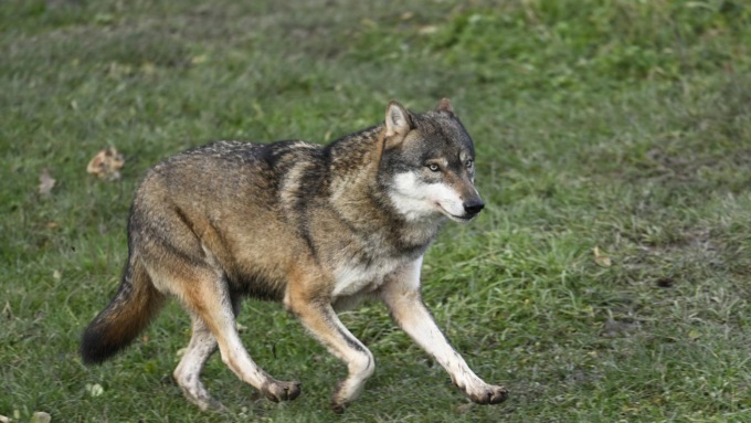 I lupi fanno strage in Val Brembana, attacchi moltiplicati in tutta la Lombardia