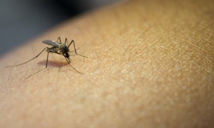 Virus West Nile: cinque casi in Lombardia, ma in Bergamasca non sta circolando