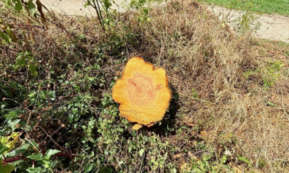 Tagliano un albero nella zona rossa del tarlo asiatico a Treviolo: rischiano una maxi multa
