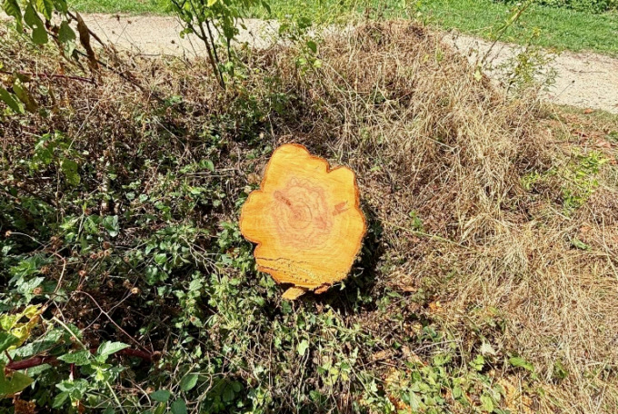 Tagliano un albero nella zona rossa del tarlo asiatico a Treviolo: rischiano una maxi multa