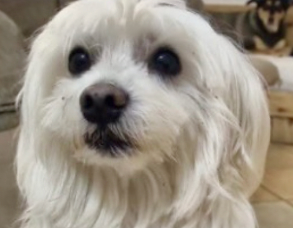 Svanito il cane di Nadia a Nembro. L’appello: «Vi prego, aiutatemi a ritrovarlo»
