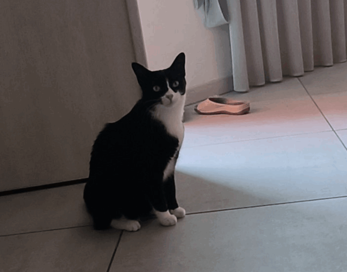 Vicky, la gatta amata da tutti a Chignolo d’Isola e uccisa a colpi di arma a piombini