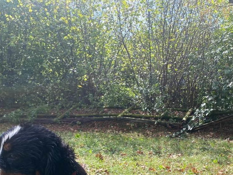 area cani parco trucca