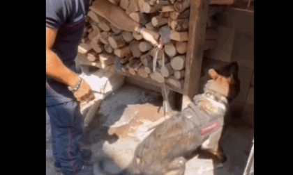 Zogno, il cane dei carabinieri scova 35mila euro e cocaina nel muro di una casa