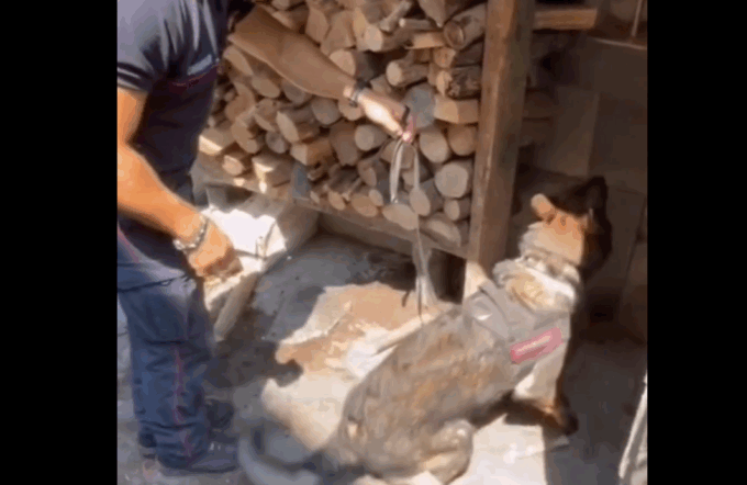 Zogno, il cane dei carabinieri scova 35mila euro e cocaina nel muro di una casa