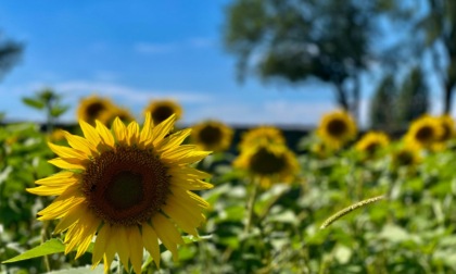 Al castello di Malpaga c'è un labirinto di 50 mila girasoli: ecco le attività proposte