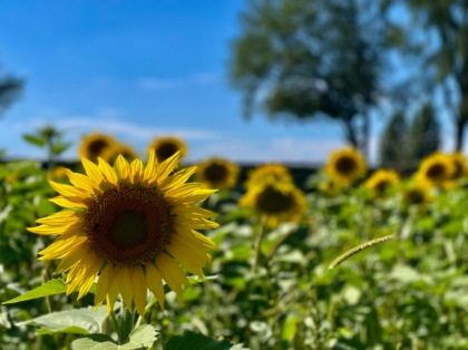 Al castello di Malpaga c’è un labirinto di 50 mila girasoli: ecco le attività proposte