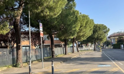 «Alternative ignorate» e tutti gli altri problemi dell'abbattimento di 48 pini a Carobbio