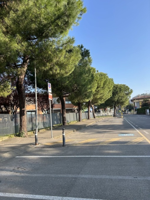 «Alternative ignorate» e tutti gli altri problemi dell’abbattimento di 48 pini a Carobbio