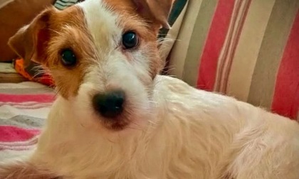Il suo cagnolino viene aggredito da un pitbull e lui gli fa scudo con il corpo: choc a Dalmine