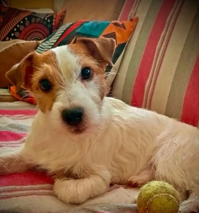 Il suo cagnolino viene aggredito da un pitbull e lui gli fa scudo con il corpo: choc a Dalmine