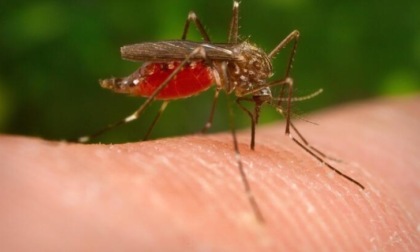 Scatta la prevenzione sulle donazioni di sangue per tutelarsi dal West Nile virus