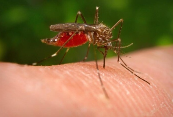 Scatta la prevenzione sulle donazioni di sangue per tutelarsi dal West Nile virus