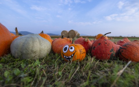 L’inedita partnership tra Le Cornelle e Tulipania: zucche da decorare e colori autunnali tra gli animali