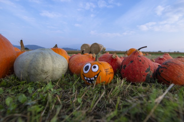 L’inedita partnership tra Le Cornelle e Tulipania: zucche da decorare e colori autunnali tra gli animali
