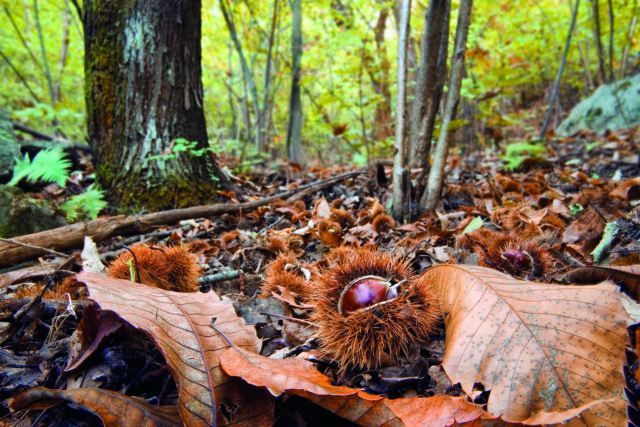 Cultura rurale, cibo e tradizioni locali: a Berzo “I prodòcc de Bérs” tornano protagonisti
