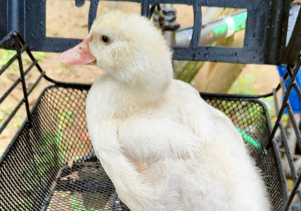 Il pulcino salvato dal temporale torna all’Oasi delle Oche di Alzano Lombardo