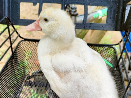 Il pulcino salvato dal temporale torna all’Oasi delle Oche di Alzano Lombardo
