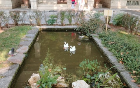 Rubato uno dei cigni finti in viale Giulio Cesare a Bergamo. I residenti: «Gesto incivile»