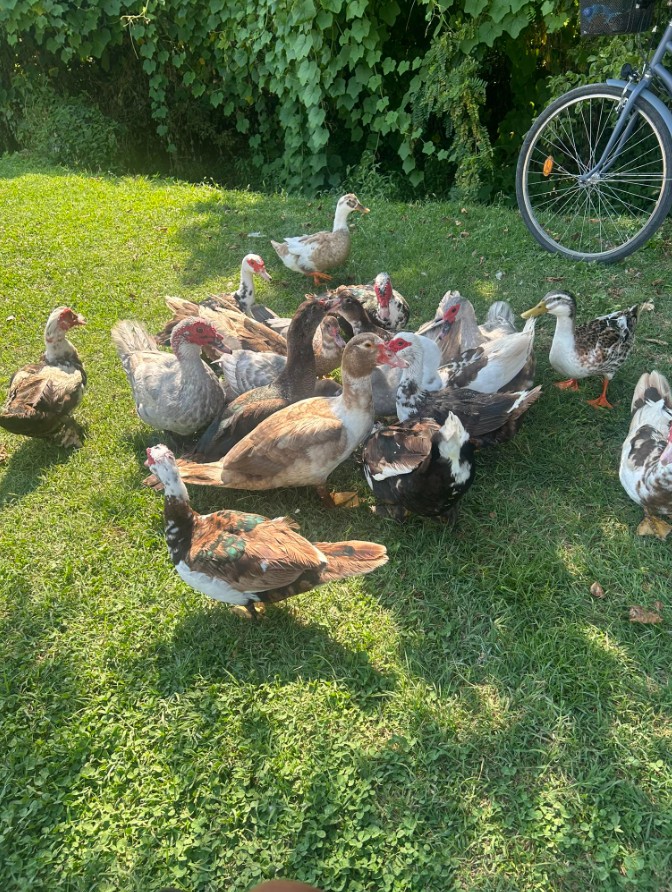 Un dodicenne di Vercurago ha risposto all’appello del sindaco di Barbata: «Vi dono le mie due anatre»