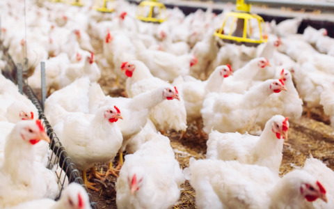 Focolaio di influenza aviaria nel Cremasco, provvedimenti anche nella Bassa Bergamasca