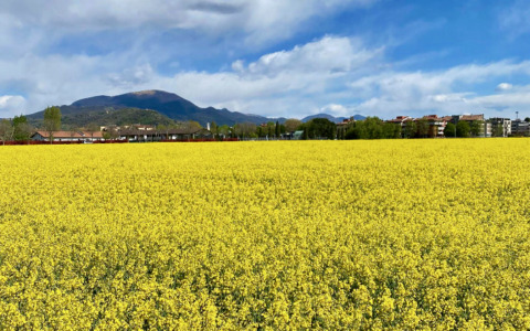 Caso Triangolone, anche Torre Boldone si schiera con Gorle contro il parco agrivoltaico