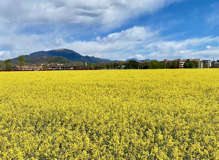 Caso Triangolone, anche Torre Boldone si schiera con Gorle contro il parco agrivoltaico