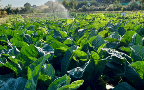 Tre aziende agricole di Dalmine a rischio per un ritardo nelle osservazioni alla Bergamo-Treviglio