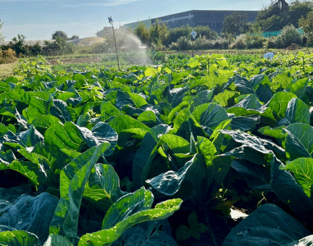 Tre aziende agricole di Dalmine a rischio per un ritardo nelle osservazioni alla Bergamo-Treviglio