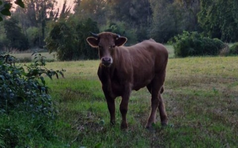 Abbattuta la vitella in fuga da tre mesi nella Bassa: era rimasta ferita dopo un’incidente stradale a Pumenengo
