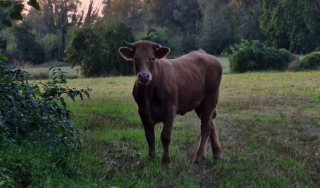 Abbattuta la vitella in fuga da tre mesi nella Bassa: era rimasta ferita dopo un’incidente stradale a Pumenengo