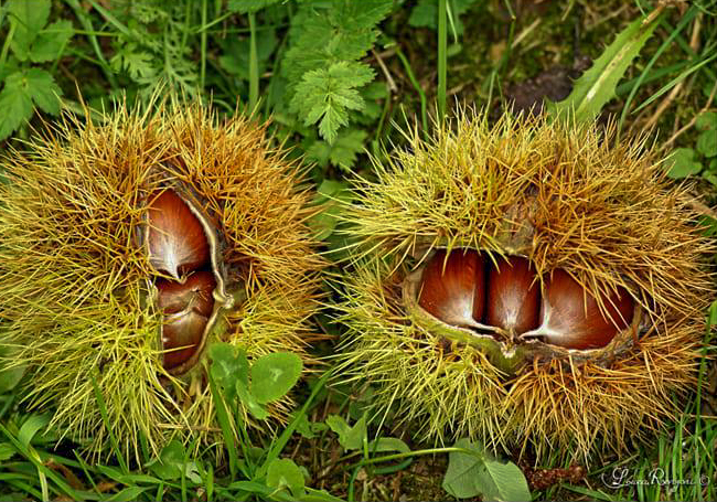 Tutti gli eventi del fine settimana (15 e 16 novembre) nelle nostre valli