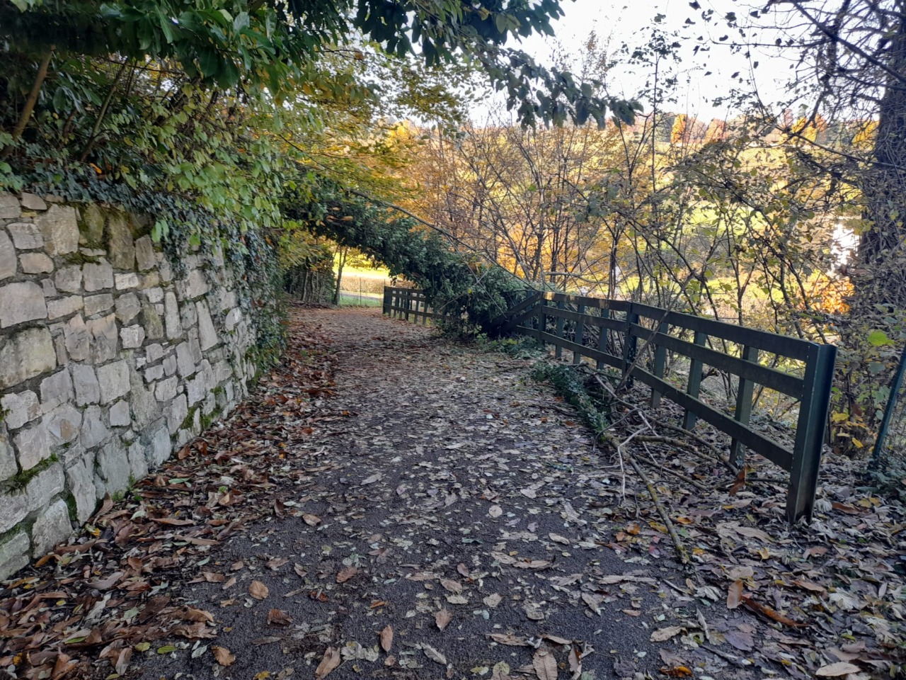 Un grande albero cade e blocca la Greenway del Morla: «Per fortuna non passava nessuno…»
