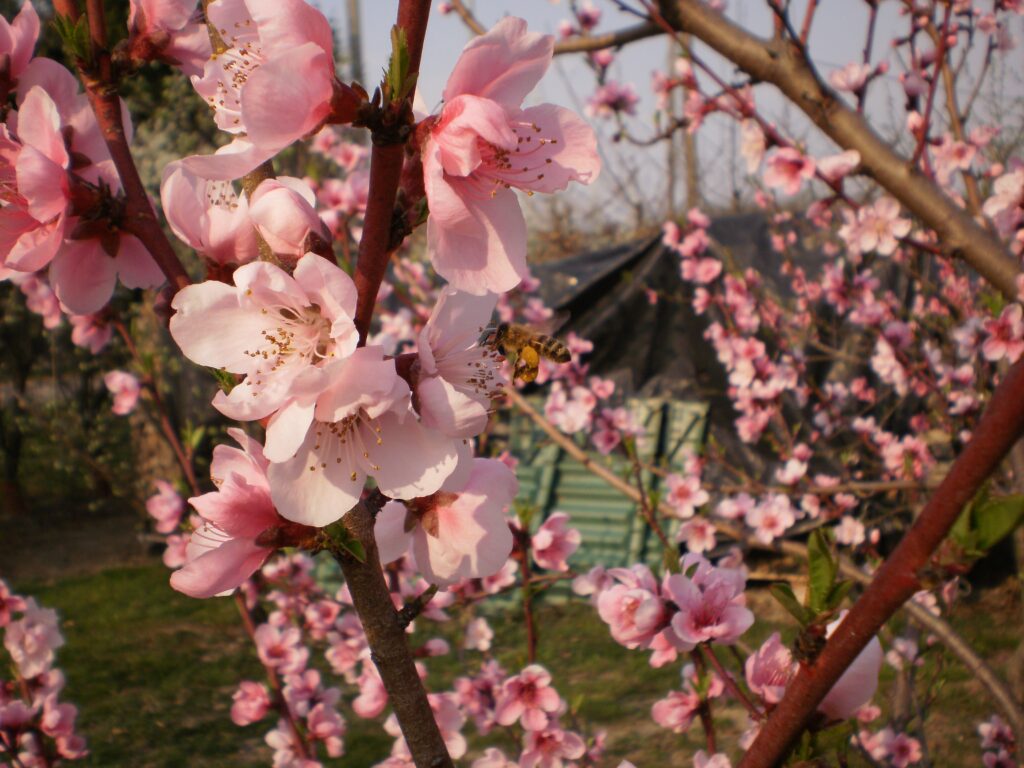 Altro che “Meta”. Mèt è molto meglio, perché serve decisamente di più