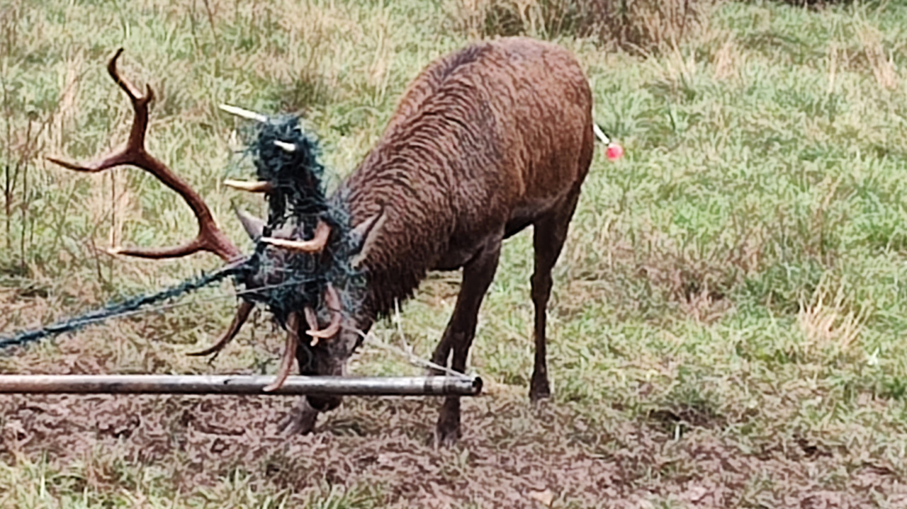 Cervo da 150 chili intrappolato in una recinzione a Luzzana: liberato dalla polizia provinciale