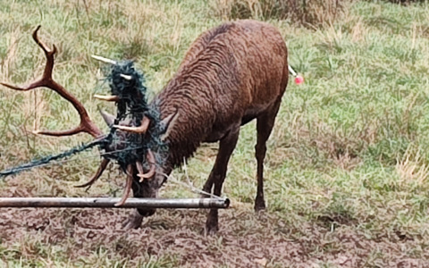 Cervo da 150 chili intrappolato in una recinzione a Luzzana: liberato dalla polizia provinciale