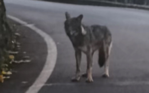 Ornica, un lupo avvistato in mezzo alla strada: filmato da un automobilista
