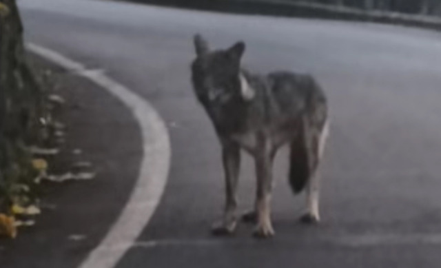 «Portamento basso, coda dritta e proporzioni compatte: quello avvistato a Ornica era proprio un lupo»